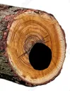 LOGGERS