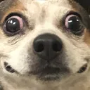 wut