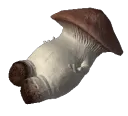 HR_Mushroom HR_Mushroom