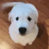 Boop