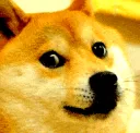 dogefear