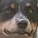 DoggoGrin