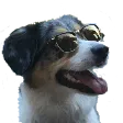 noltezCoolDog