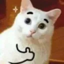 thumbsupcat