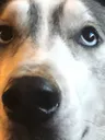 doggo_stare