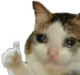 catApprove catApprove