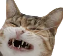 whinecat