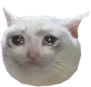 sadcat