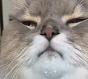 drip