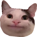 politecat