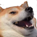 dog_Laugh