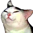 smugcat