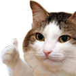 thumbsupcat