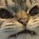 :RFangrycat: Discord Emote
