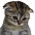 :sadcat: Discord Emote
