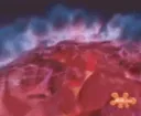 brainBlast