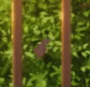 SAV_ChocoPeeks