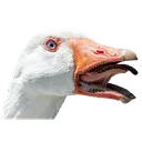 goosegry