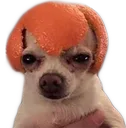 orangdog