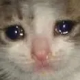 cryingkitty