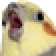YellowBirb YellowBirb