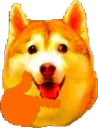 thinkingHusky thinkingHusky