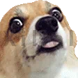 Chienlasers