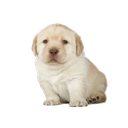 quieresdog