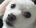 doggowot doggowot