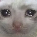 sad_cat