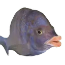 fishy fishy