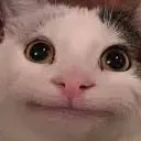 meow meow