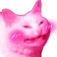 CattoBlushP