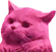 cmonCattoP