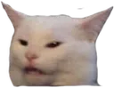 confusedcatto