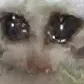 sadcat