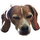 bearslep