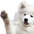star2Dog