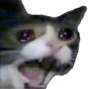 sadcat