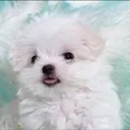 LegendDoggo