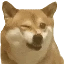 doggo_wink2