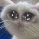 fucked_cat
