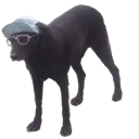 swagdoggo