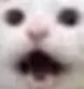Cat_Woah