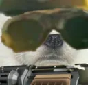 DoggoEngineer DoggoEngineer