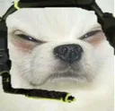 DoggoControl