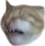 sickcatto