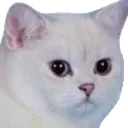 seriouscatto