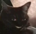 gato