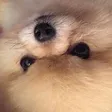 aussieBOYE